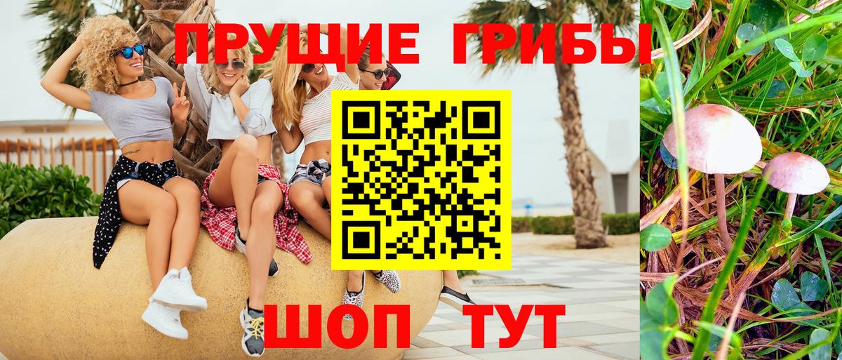 Псилоцибиновые грибы Psilocybe Заволжье